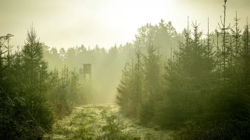 Ein morgendlicher Wald mit Hochsitz